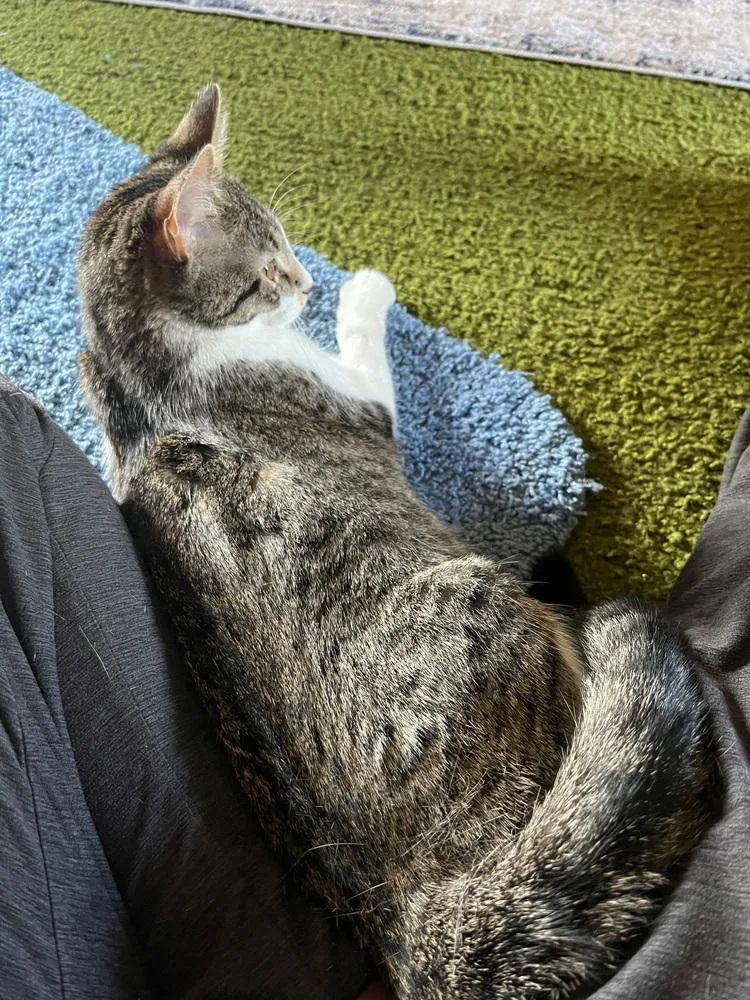 A baby small-sized female Domestic Short Hair cat named Destiny for adoption in Sparta, WI