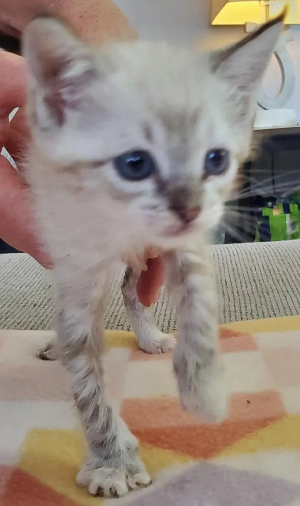 A baby small-sized male Domestic Short Hair cat named Dimitri for adoption in HUNTINGTON BEACH, CA