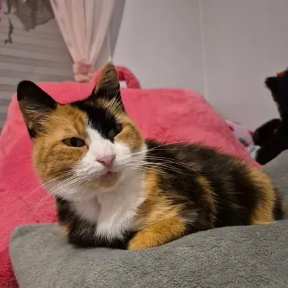 Candy Corn thumbnail 2