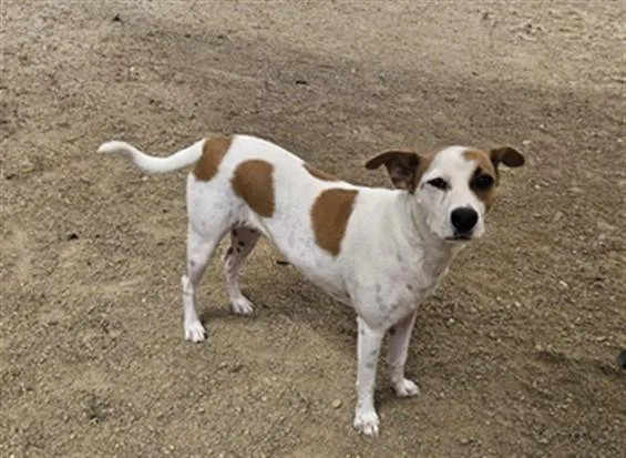 An adult small-sized female Parson Russell Terrier dog named Sandy for adoption in San Pedro, CA