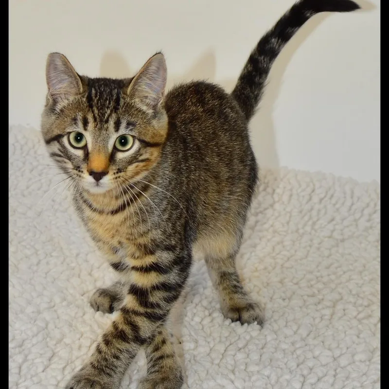 A baby medium-sized male Tabby cat named Roger for adoption in San Andreas, CA