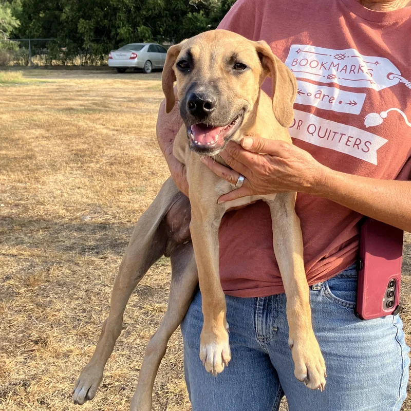 A baby medium-sized male Yellow / Tan / Blond / Fawn Hound dog named CHESTNUTBig Eared Boy for adoption in Stephenville, TX