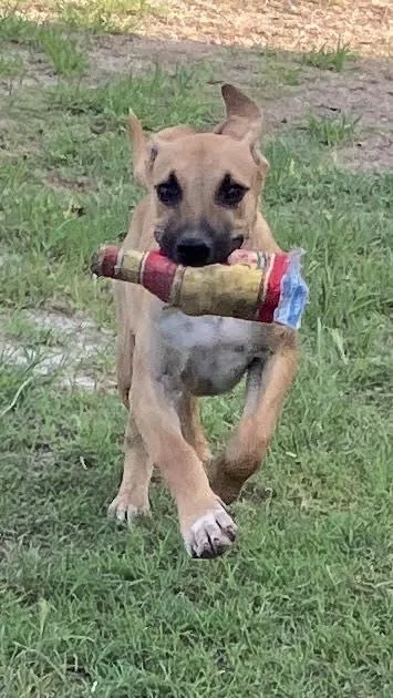 CHESTNUTBig Eared Boy thumbnail 5
