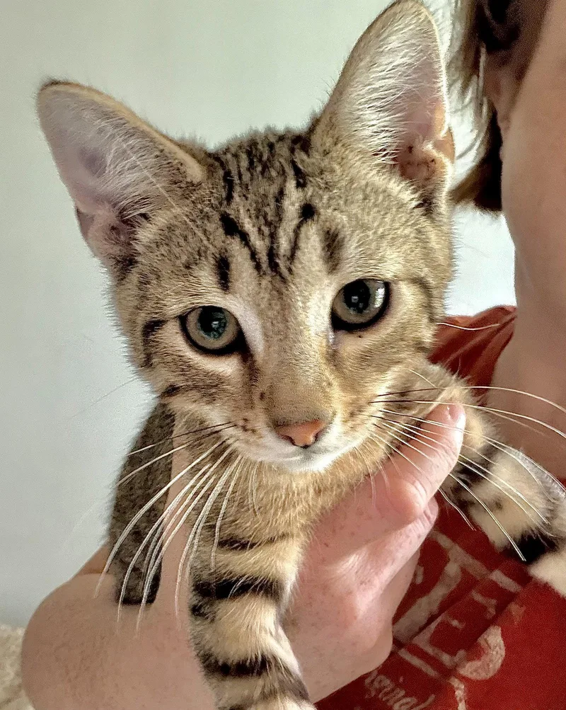 A baby large-sized male Tabby cat named Brass Knuckles for adoption in Harrisburg, PA