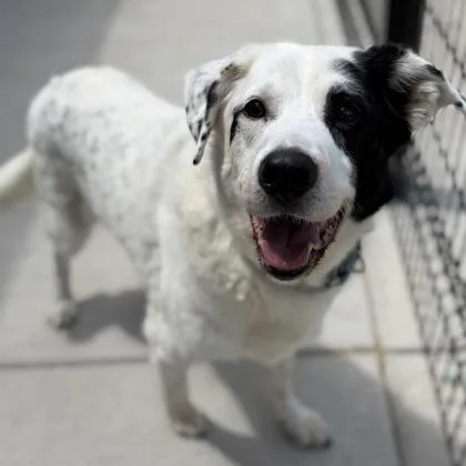 An adult large-sized male Mixed Breed dog named Sky for adoption in Janesville, WI