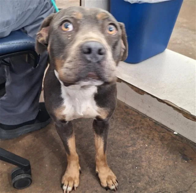 An adult large-sized female Mixed Breed dog named Tundra for adoption in Dallas, TX