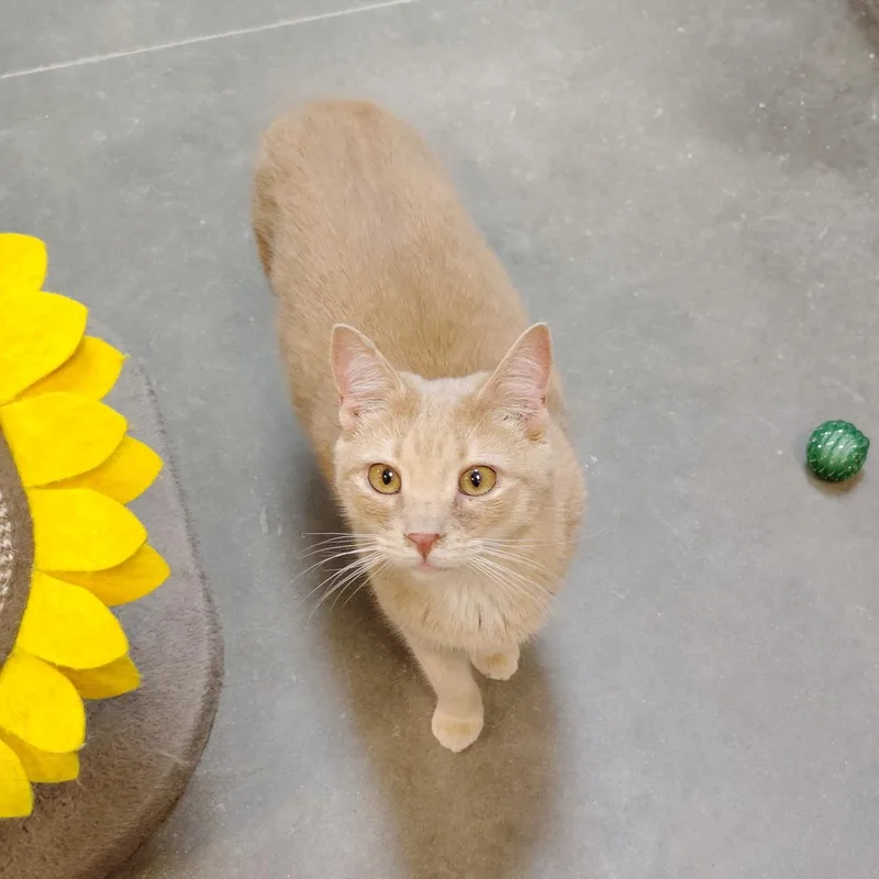 An adult large-sized male Orange & White Domestic Short Hair cat named Tails for adoption in Rock Hill, SC