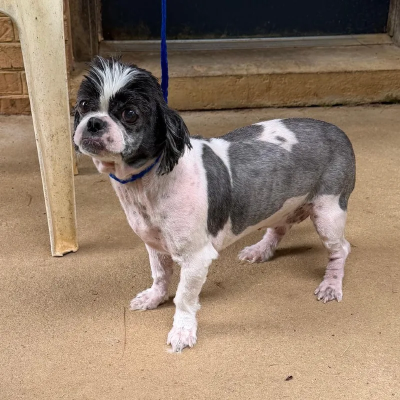 A senior small-sized female Black Shih Tzu dog named Precious for adoption in Fairfax, VA