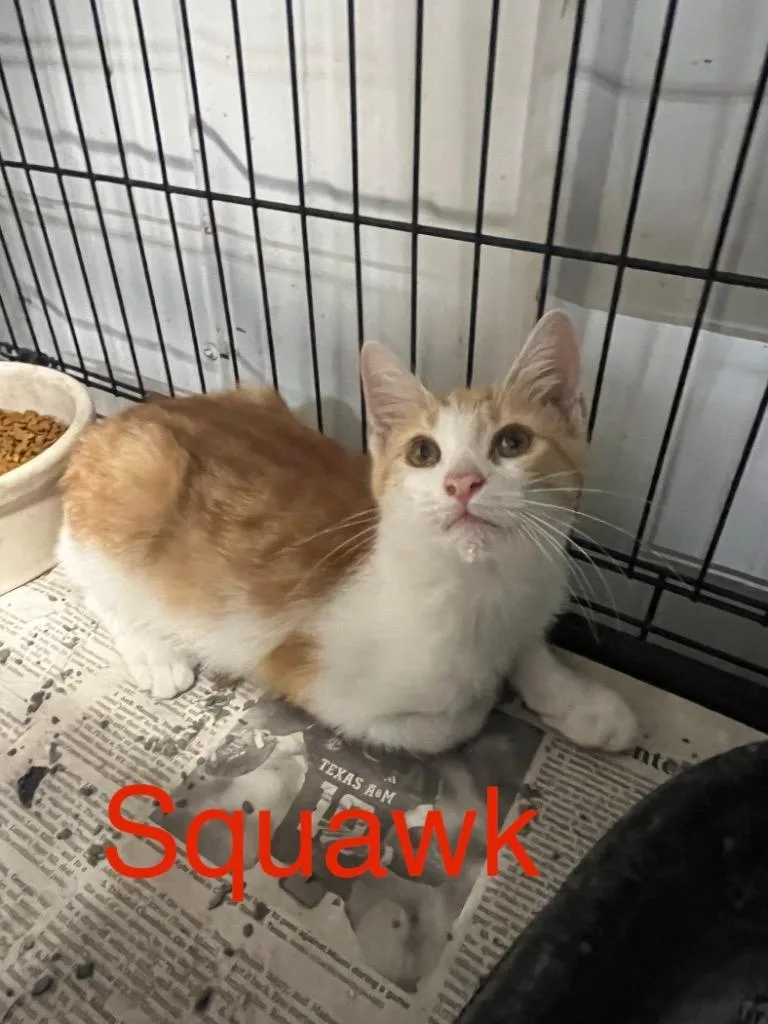 A baby small-sized male Domestic Short Hair cat named Squawk for adoption in Princeton, IN