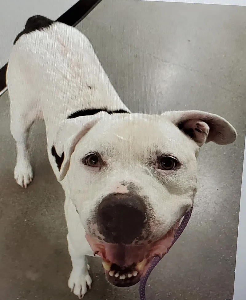 Lucky Aka Frisco thumbnail 2