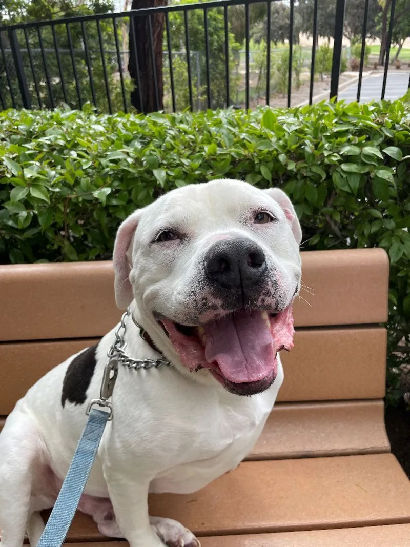 Lucky Aka Frisco thumbnail 3