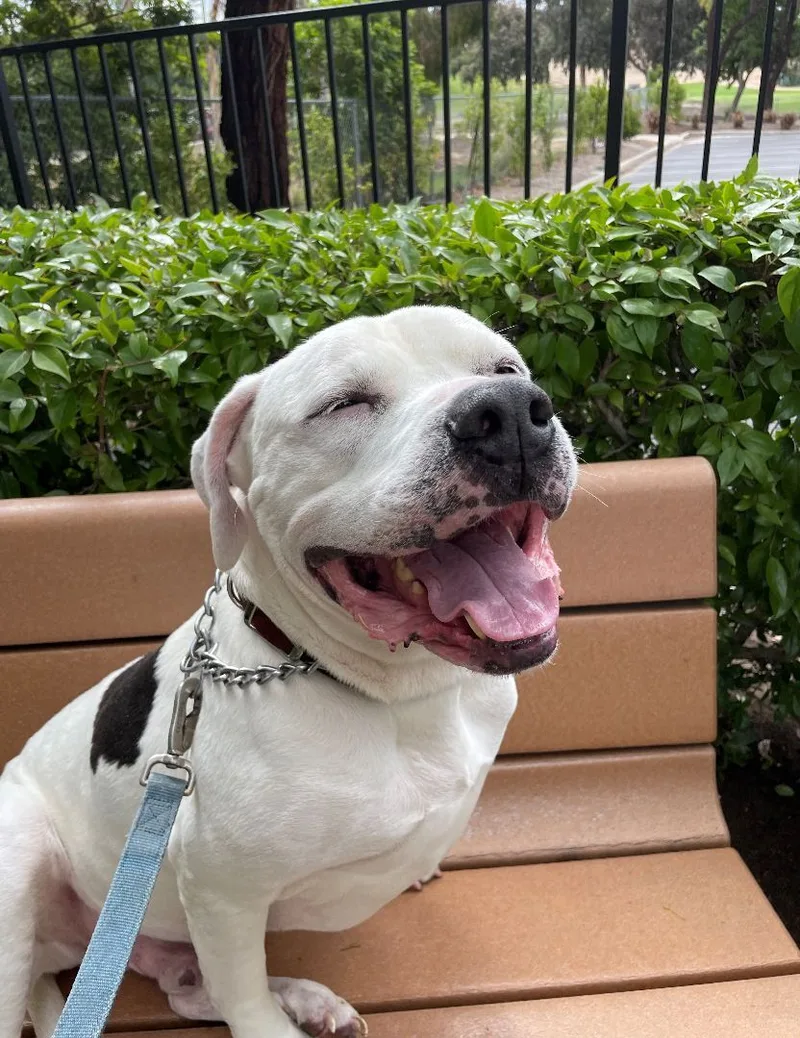 Lucky Aka Frisco thumbnail 4