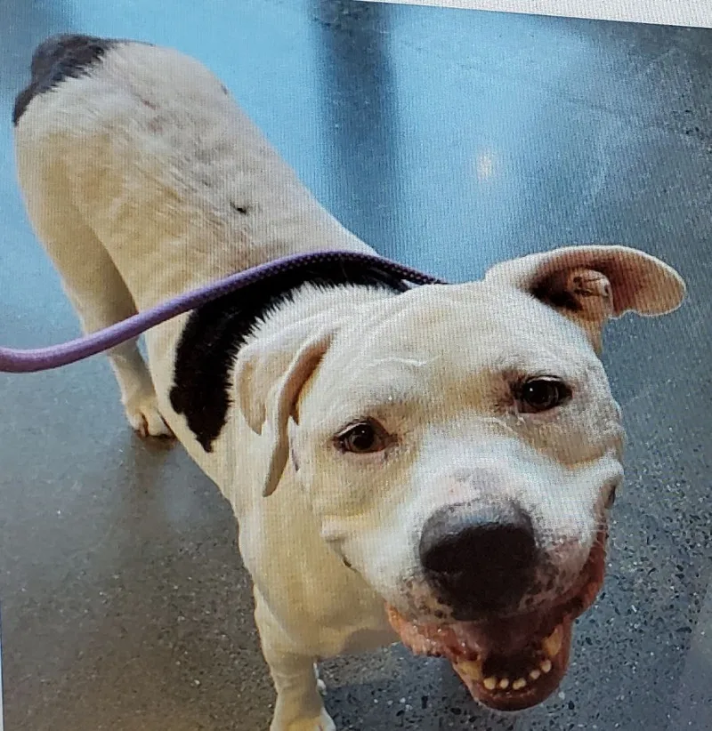 Lucky Aka Frisco thumbnail 5