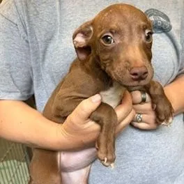 A baby medium-sized female Brown / Chocolate Mixed Breed dog named Elara for adoption in Cumberland, RI