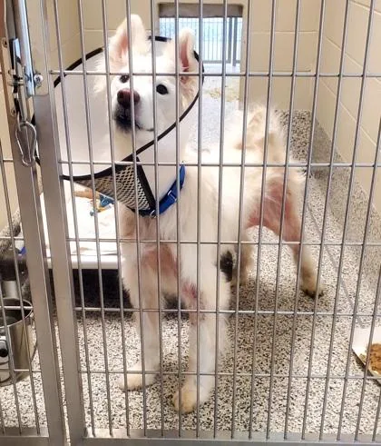 An adult large-sized male Mixed Breed dog named Milo for adoption in Fairfax, VA