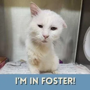 A senior medium-sized male Domestic Short Hair cat named Alabaster for adoption in Alameda, CA