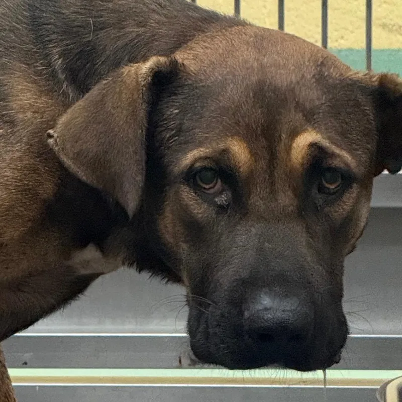 An adult large-sized male Brown / Chocolate Mixed Breed dog named Pooch for adoption in Memphis, TN