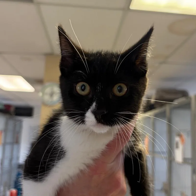 A baby small-sized female Black Domestic Short Hair cat named Coppertone for adoption in Santa Barbara, CA