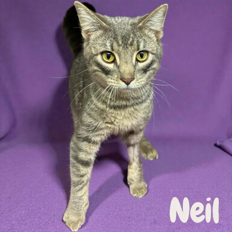 A young medium-sized male Domestic Short Hair cat named Neil for adoption in Shoreline, WA