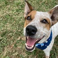 An adult small-sized male White / Cream Cattle Dog dog named Elfie for adoption in Indiantown, FL