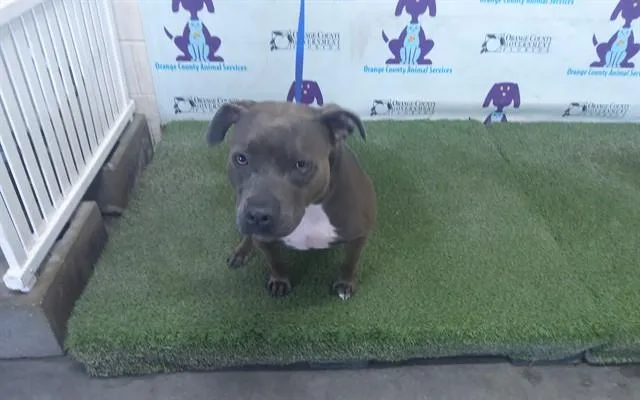 A young medium-sized female Pit Bull Terrier dog named Luna for adoption in Orlando, FL