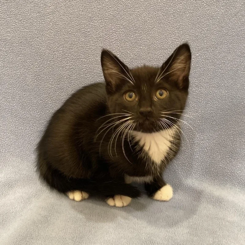 A baby small-sized female Black Domestic Short Hair cat named Skunk for adoption in Washington Township, OH