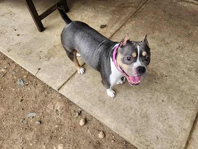 An adult medium-sized female Pit Bull Terrier dog named Rocky for adoption in Springfield, MA
