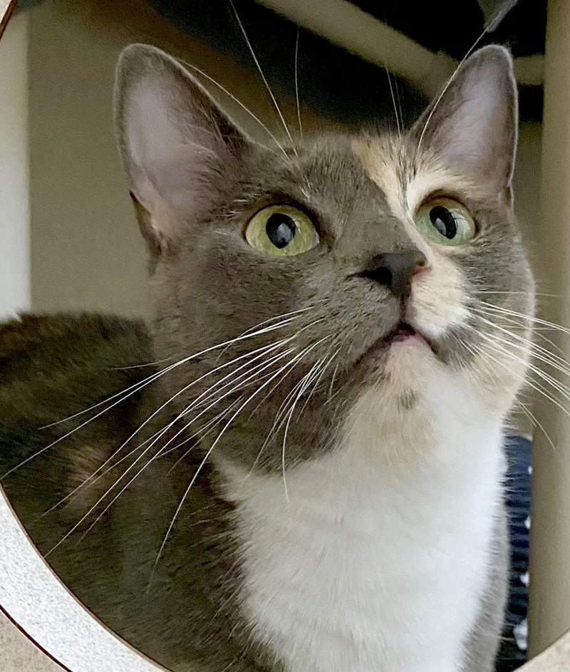 An adult medium-sized female Dilute Calico Domestic Medium Hair cat named Ciara for adoption in Manitou Springs, CO