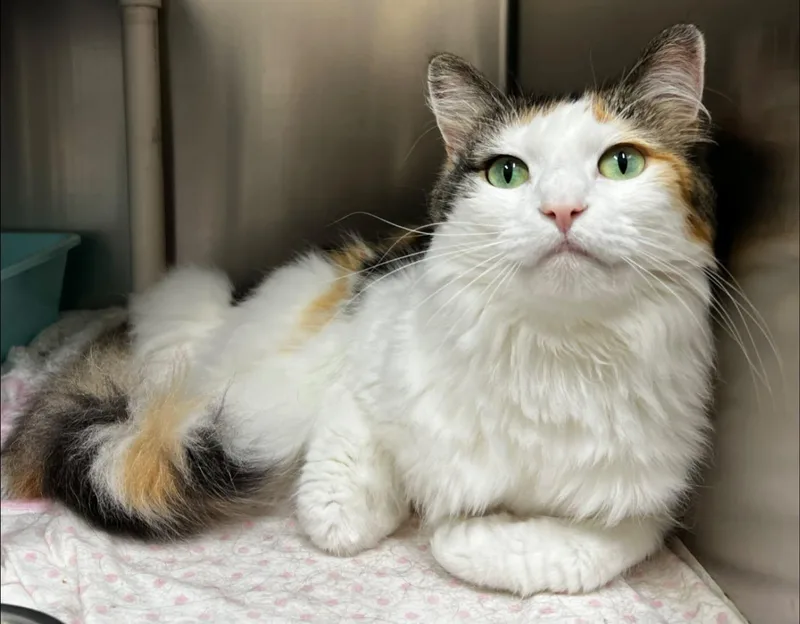 An adult medium-sized female White Domestic Long Hair cat named Lexi for adoption in Culpeper, VA