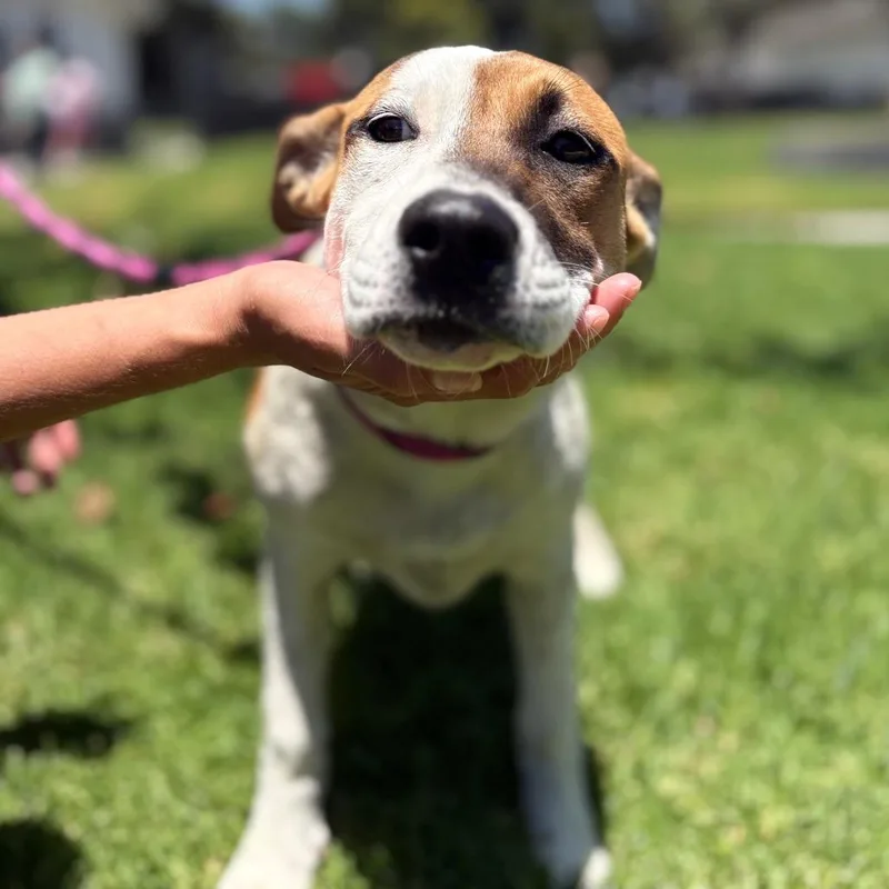 A baby medium-sized female White / Cream Pit Bull Terrier dog named Bailey for adoption in Hawthorne, CA