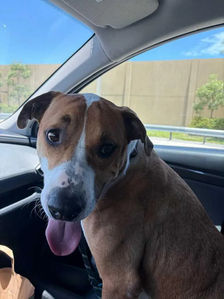 A young large-sized male Red / Chestnut / Orange Labrador Retriever dog named Rusty for adoption in Fort Lauderdale, FL