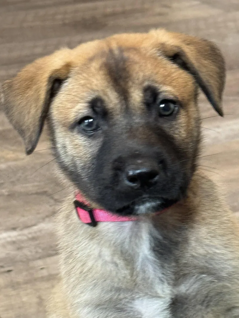 Rosie's Puppy Blossom