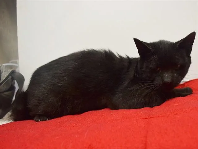 A young small-sized male Domestic Short Hair cat named Nightwing for adoption in Sacramento, CA
