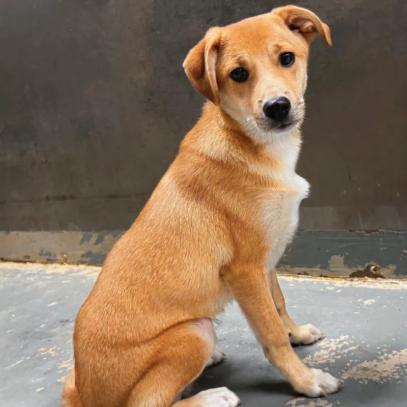 A baby medium-sized male Yellow / Tan / Blond / Fawn Shiba Inu dog named Oakley for adoption in Potomac, MD