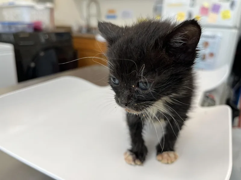 A baby small-sized female Domestic Short Hair cat named Macademia for adoption in Honolulu, HI