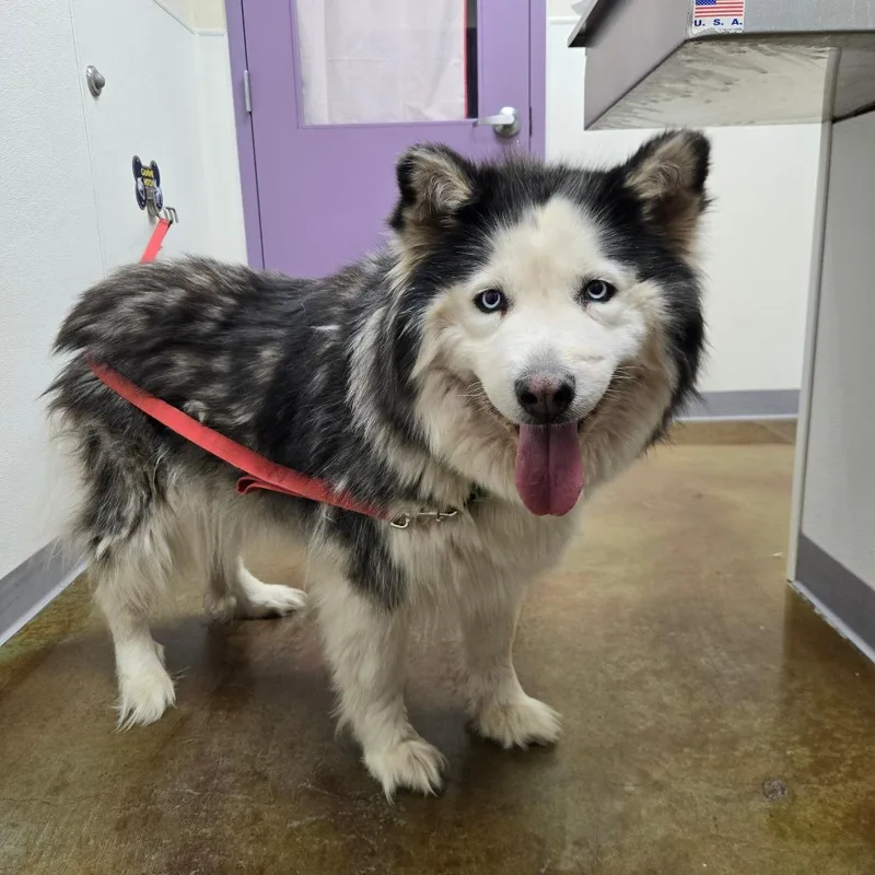 An adult large-sized female Black Alaskan Malamute dog named Captain Janeway for adoption in Albuquerque, NM