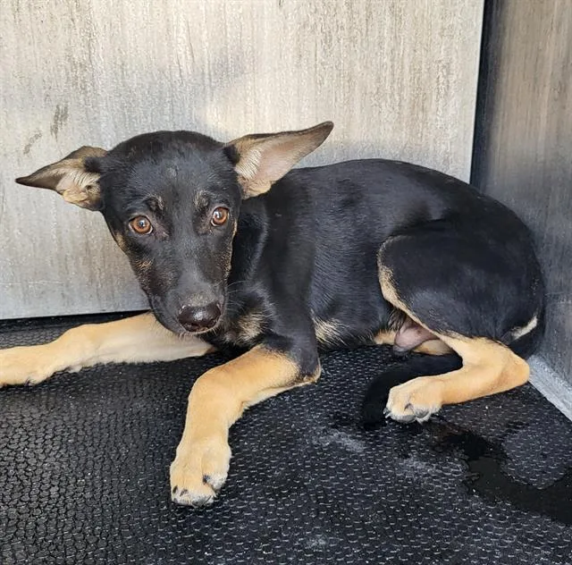 A baby medium-sized male German Shepherd Dog dog named Harry for adoption in San Antonio, TX