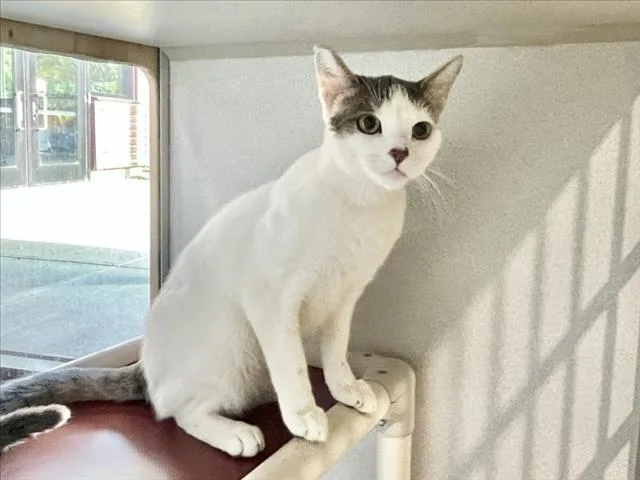 A young medium-sized male Domestic Short Hair cat named St. George for adoption in Chapel Hill, NC