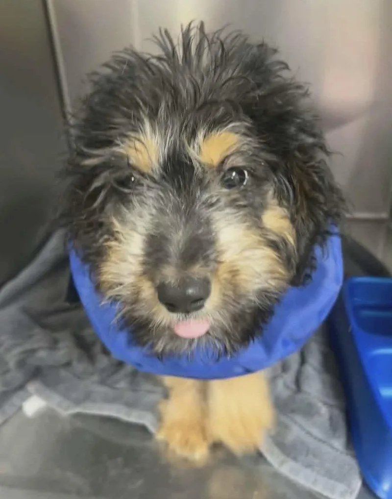 Hank OS in MS thumbnail 2
