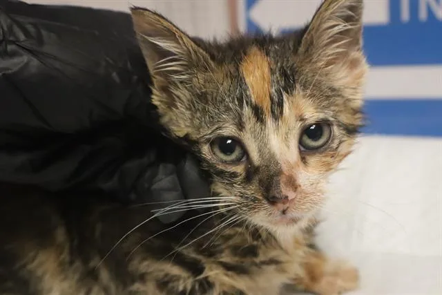 A baby small-sized female Domestic Short Hair cat named Addison for adoption in Columbia, SC