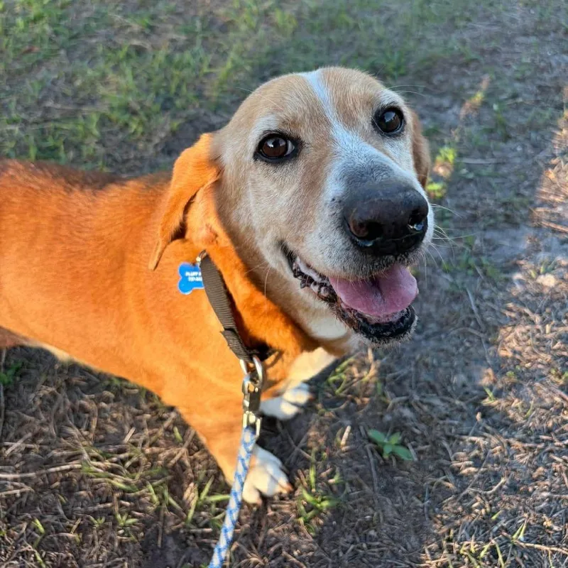 A senior medium-sized female Yellow / Tan / Blond / Fawn Basset Hound dog named Mona for adoption in Seminole, FL