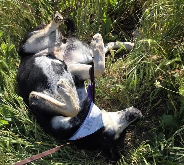 An adult medium-sized female Australian Kelpie dog named Lulu for adoption in Oceanside, CA