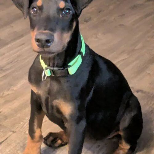 A baby small-sized male Doberman Pinscher dog named Agamemnon for adoption in Twin lakes, WI