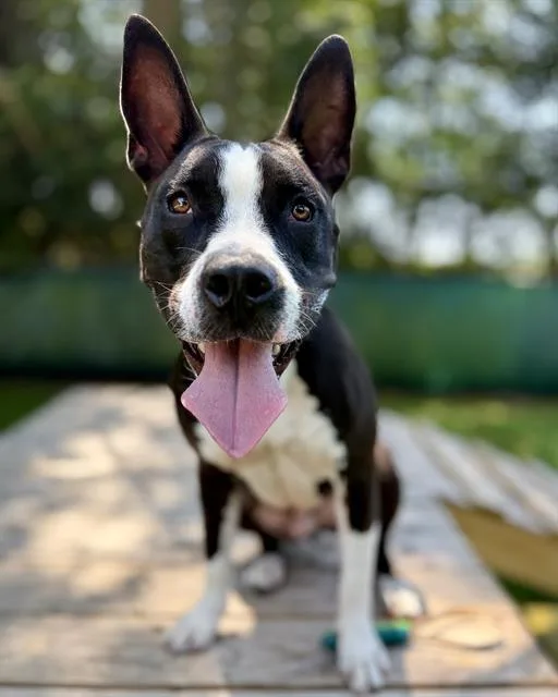 A young medium-sized male Mixed Breed dog named Buddy for adoption in Fort Walton Beach, FL