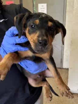 A baby medium-sized male Mixed Breed dog named Lionel for adoption in West Chester, PA