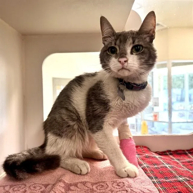 A young small-sized male Domestic Short Hair cat named Gizmo for adoption in Riverside, CA