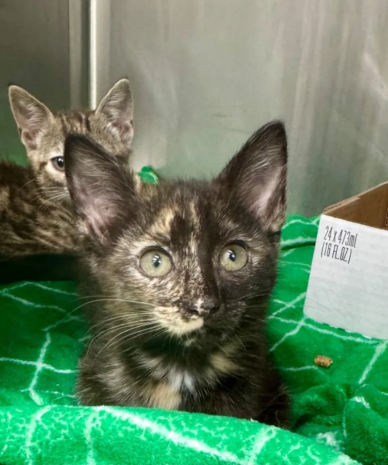 A baby medium-sized female Domestic Short Hair cat named Pandora for adoption in Danielsville, GA