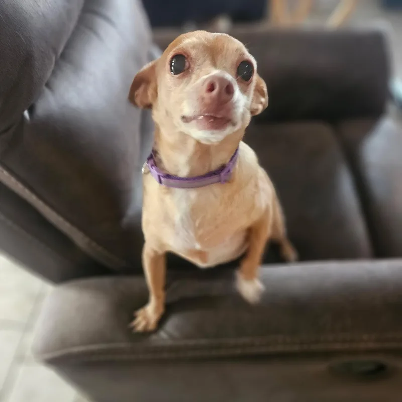 An adult small-sized female Yellow / Tan / Blond / Fawn Chihuahua dog named Wanda for adoption