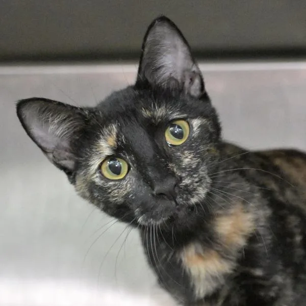 A young small-sized female Domestic Short Hair cat named Bethany for adoption in Austin, TX