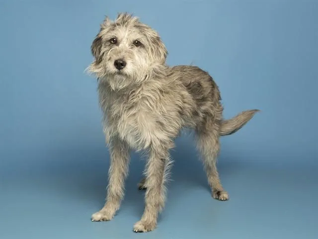 A young medium-sized female Schnauzer dog named Kelly for adoption in Phoenix, AZ